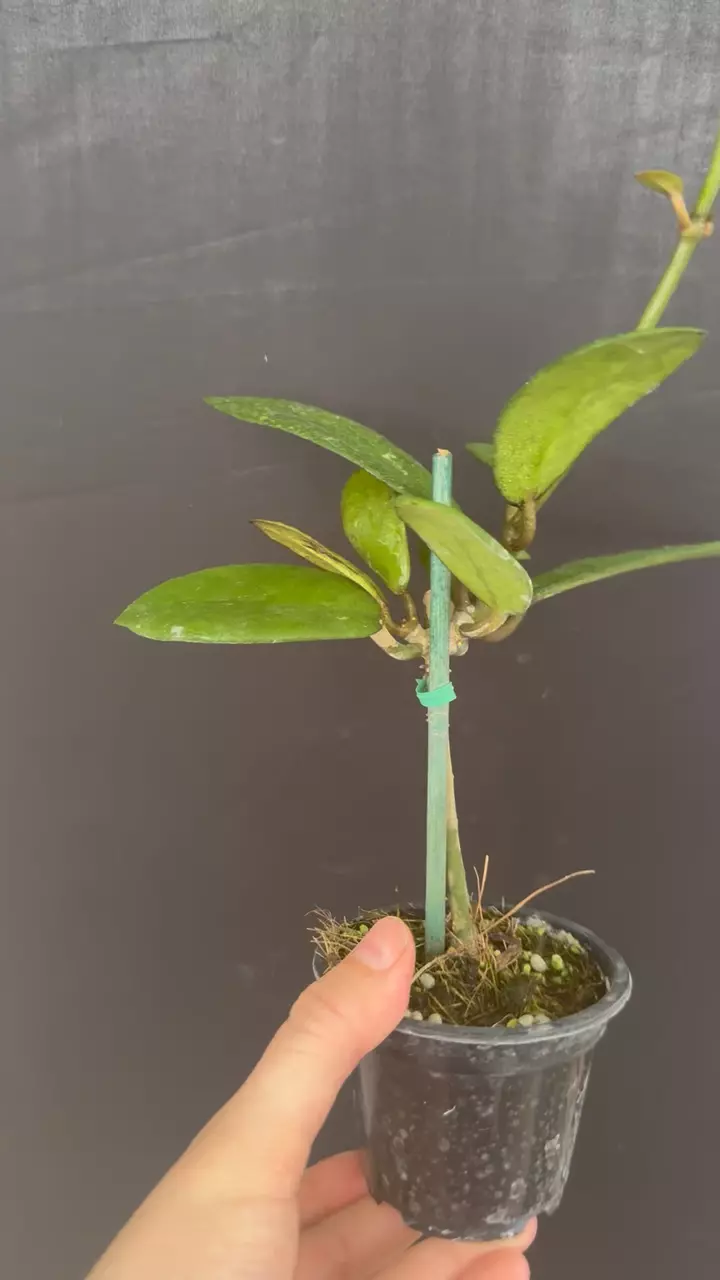 Hoya diversifolia (pink flowers) fka crassipes (famous Gardino tree hoya) thumbnail