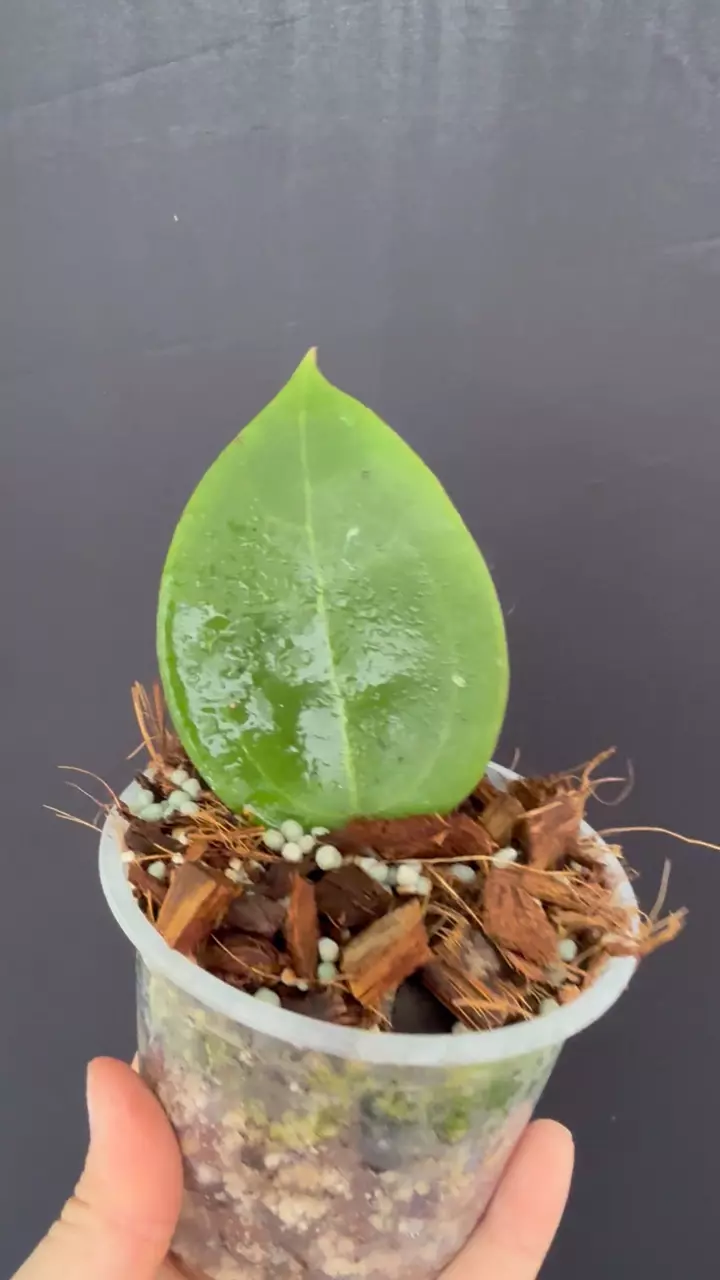 Hoya sp. (Collected in West Kalimantan) thumbnail