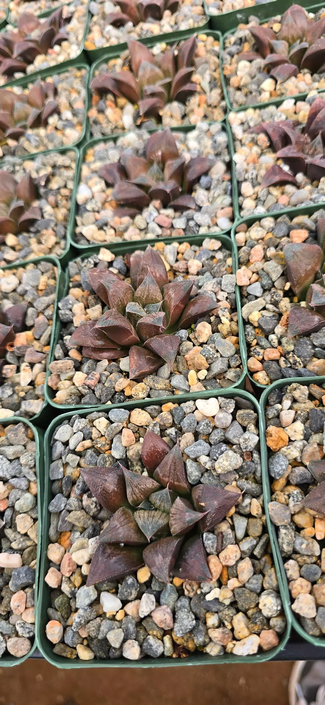 Hawortia chocolate thumbnail