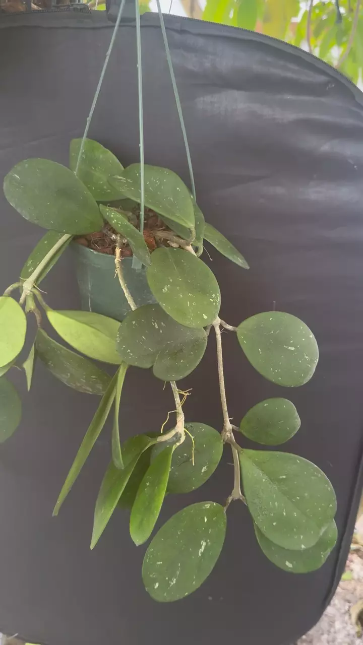 Hoya obovata 5” hanging basket thumbnail