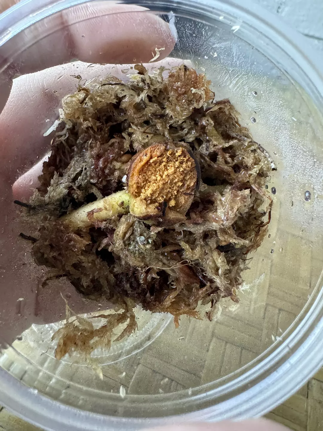 Anthurium (Carla x Kuna) x Stripey 2 CHUNK thumbnail