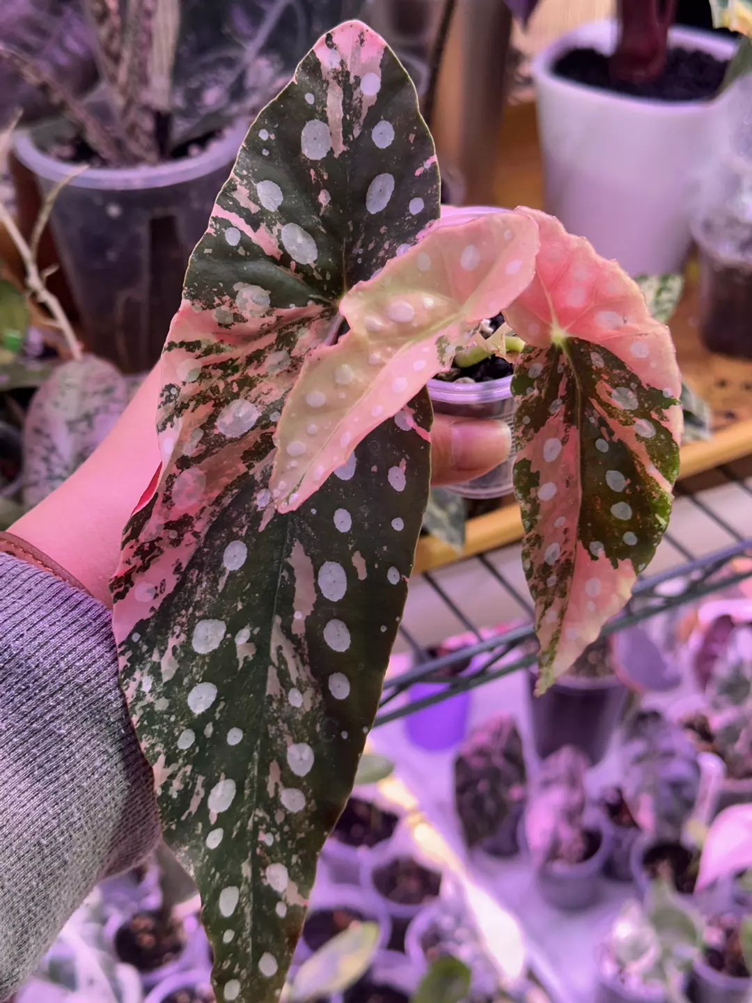Pink Maculata rooted full plant- newest leaf on right the balanced var one. thumbnail