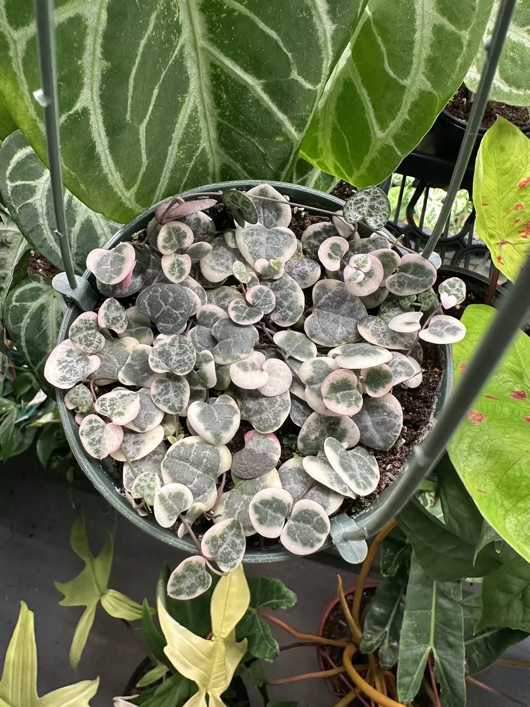 String of hearts variegated 4.5” pot thumbnail