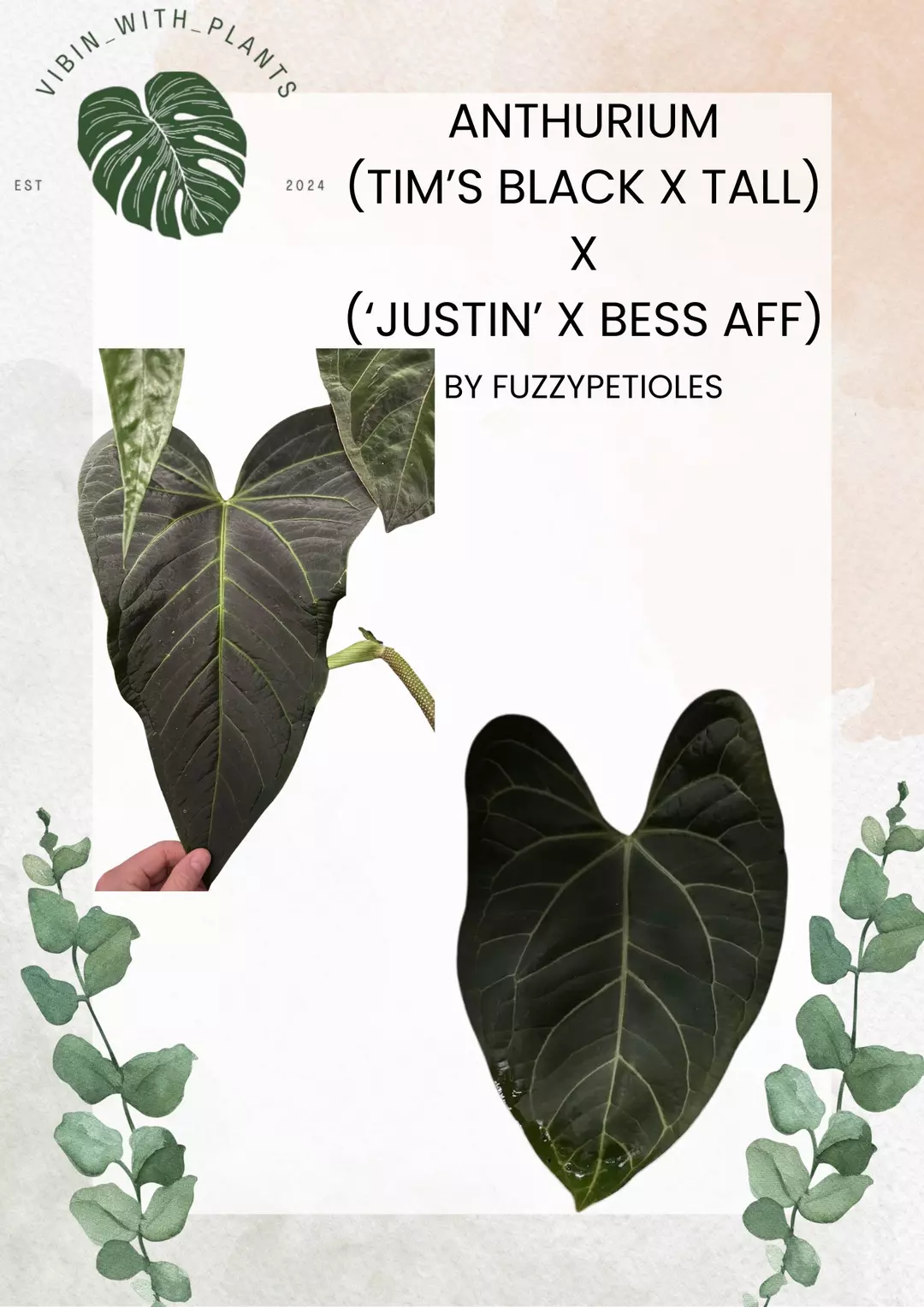 Anthurium (TB X TALL) x (‘Justin’ x Bess AFF) thumbnail