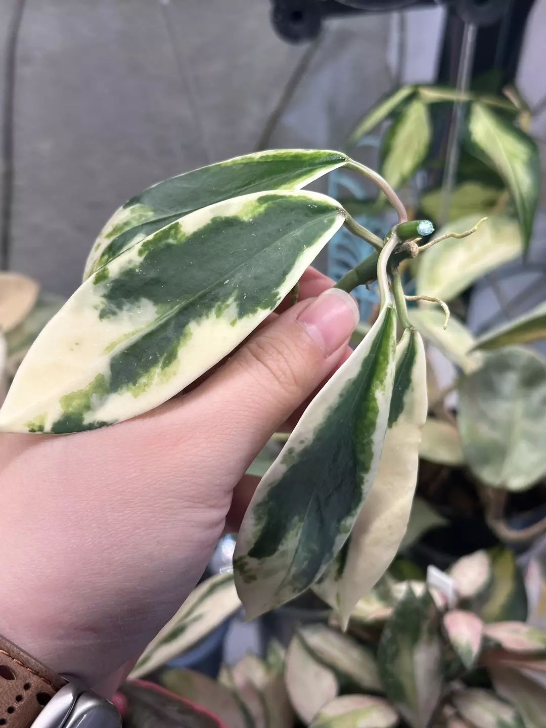 Hoya diversifolia 'Albomarginata' Fresh cut thumbnail