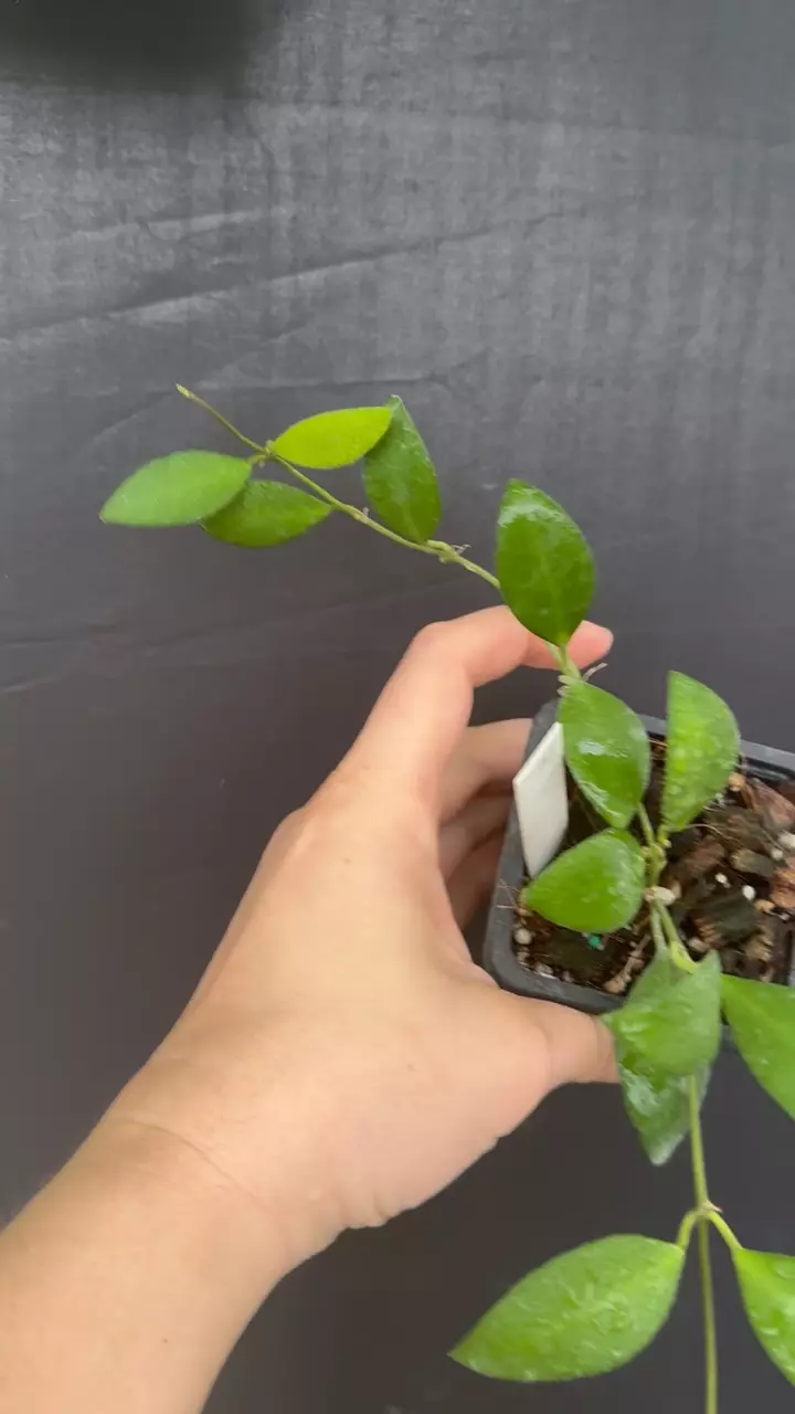 Hoya sp Yellow Sapphire thumbnail