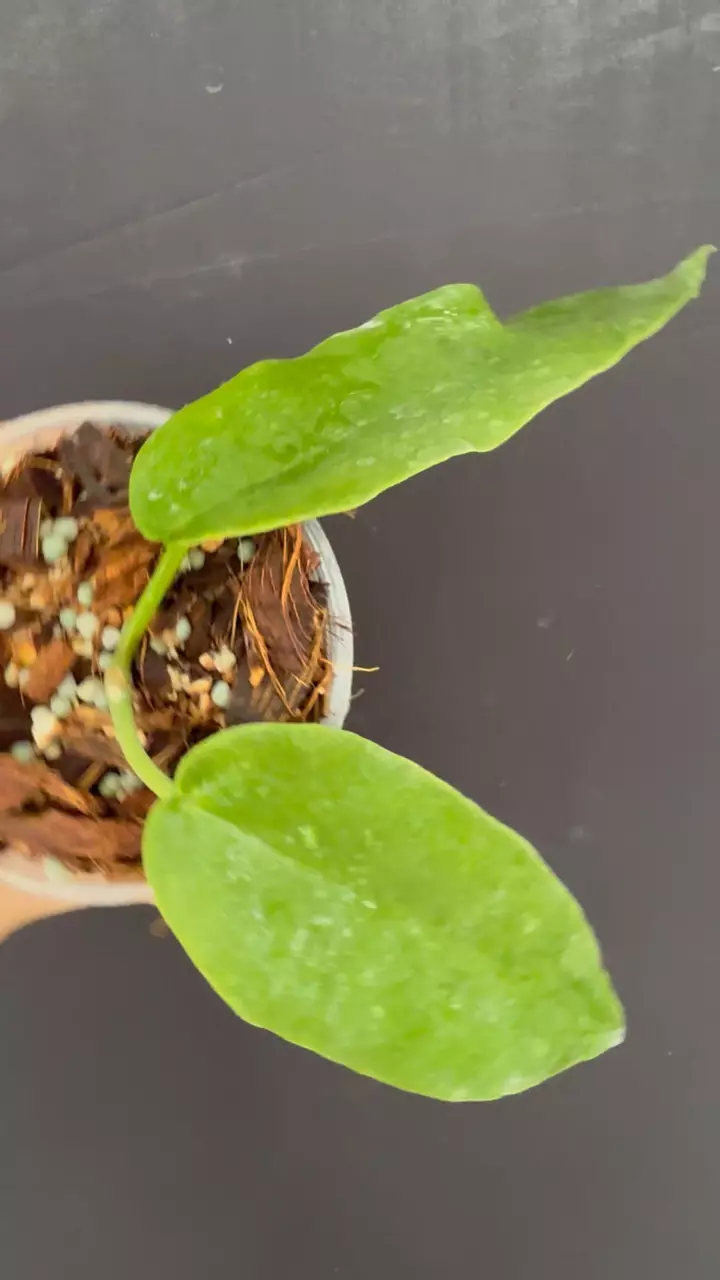 Hoya onychoides thumbnail