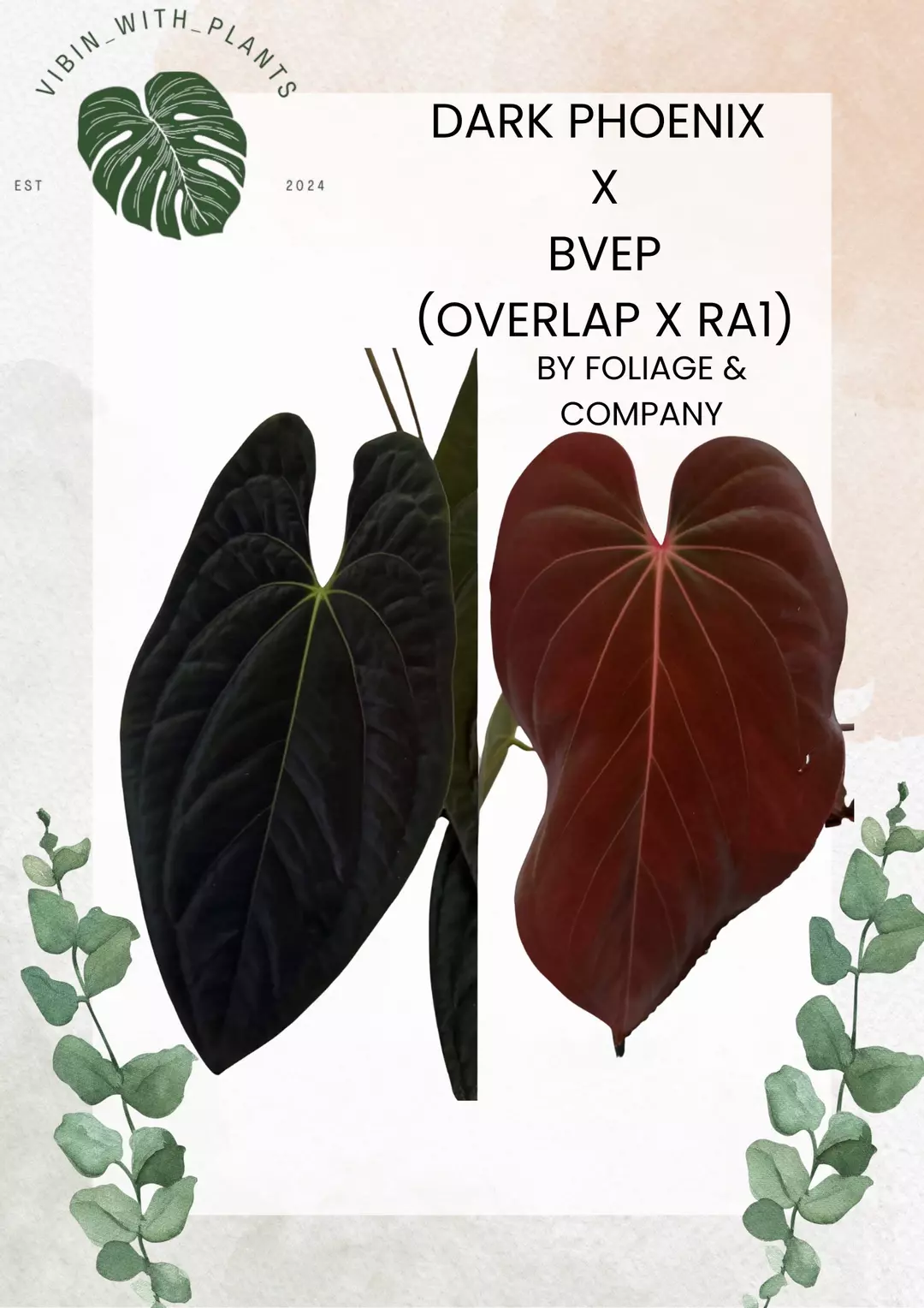 Anthurium Dark Phoenix x BVEP thumbnail