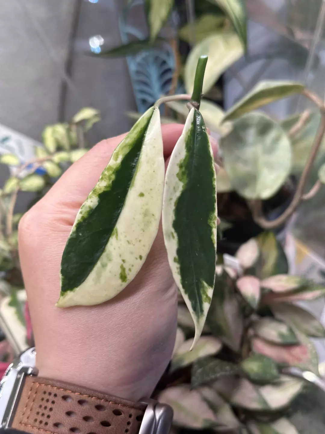 Hoya diversifolia 'Albomarginata' Fresh cut thumbnail