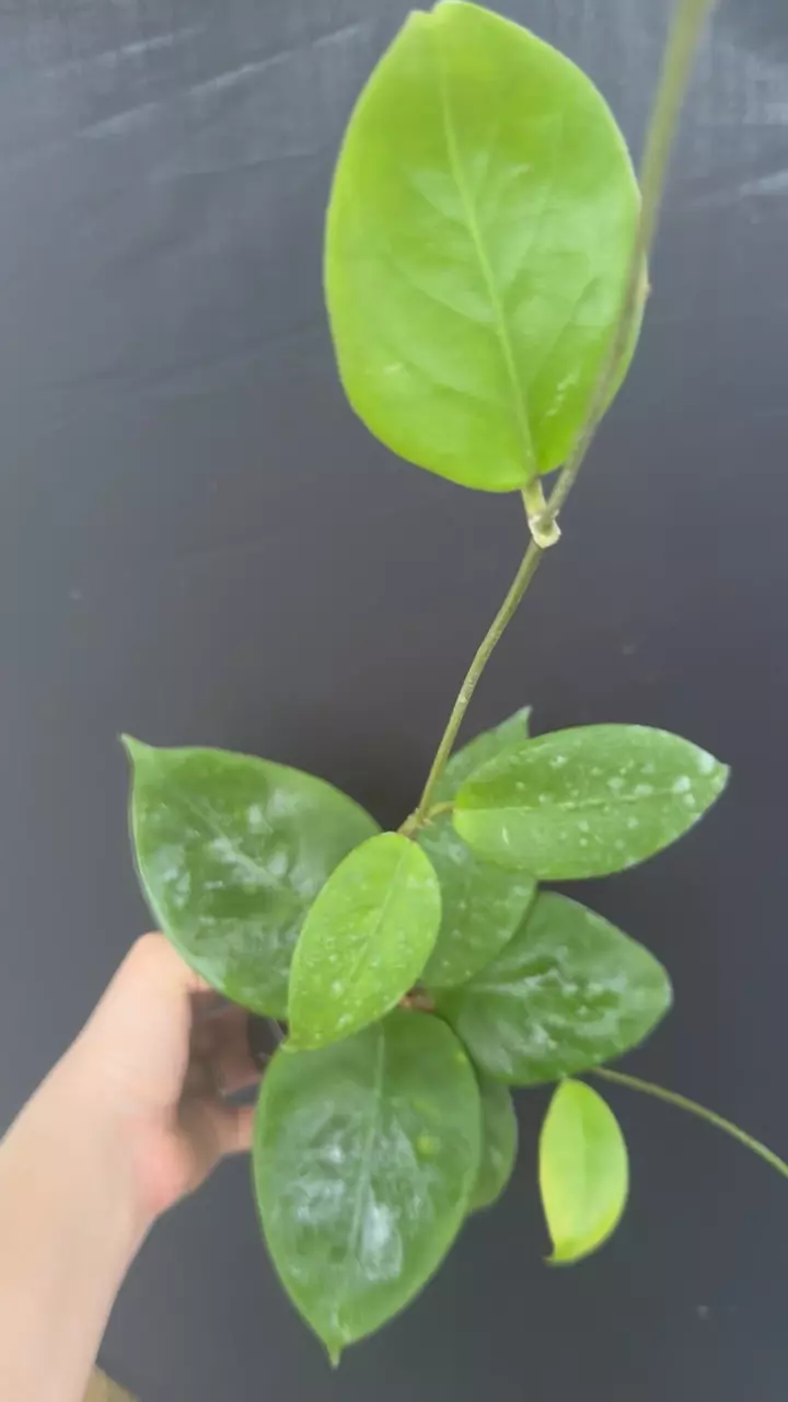 Hoya nervosa IML 1818 thumbnail