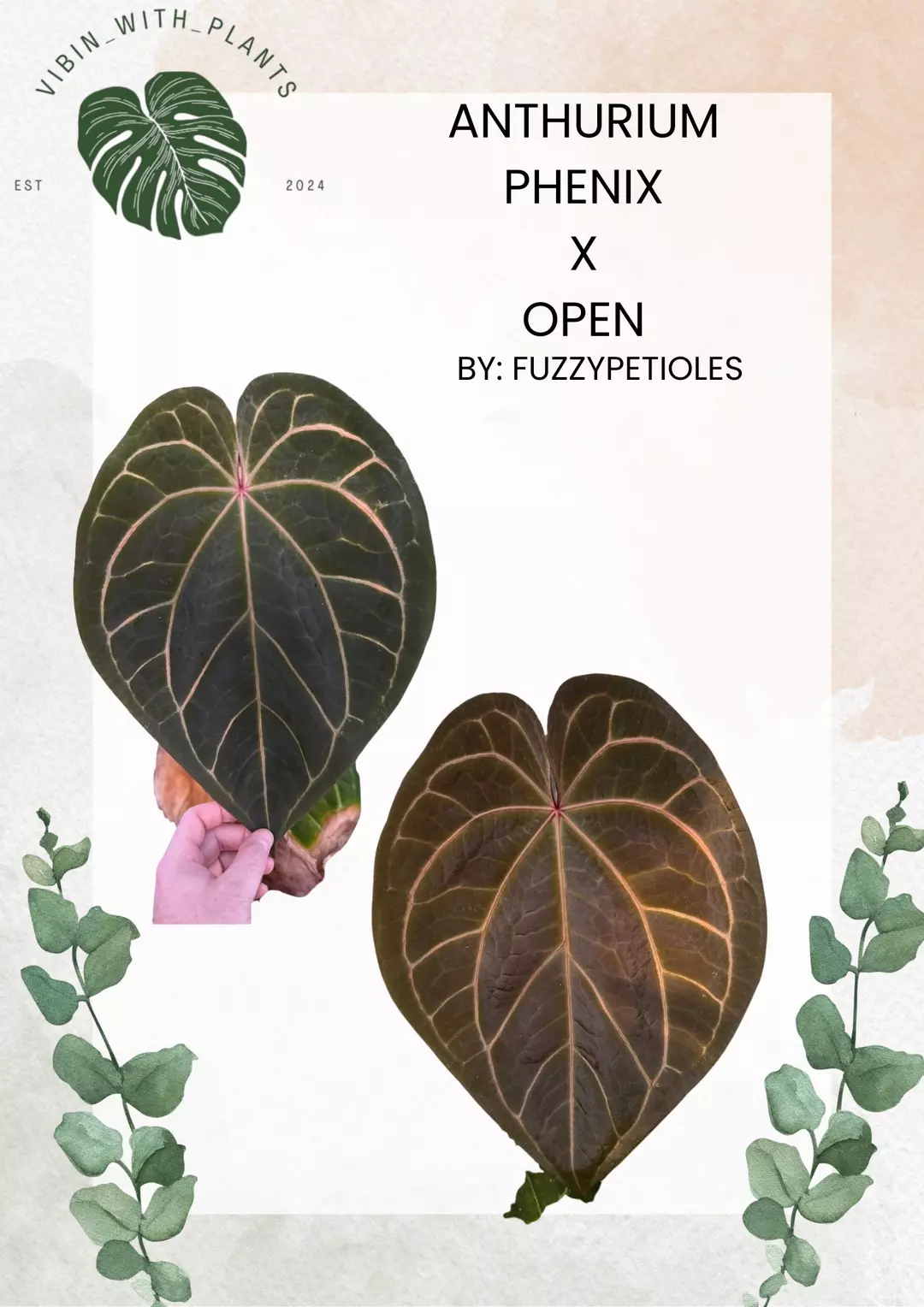 Anthurium Phenix x Open thumbnail