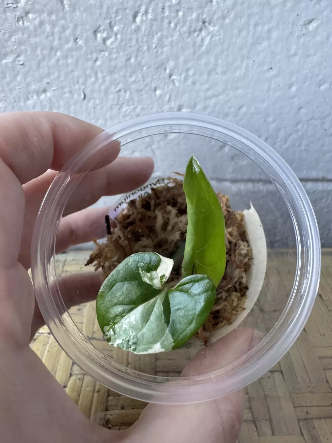 Syngonium Albo #3 thumbnail