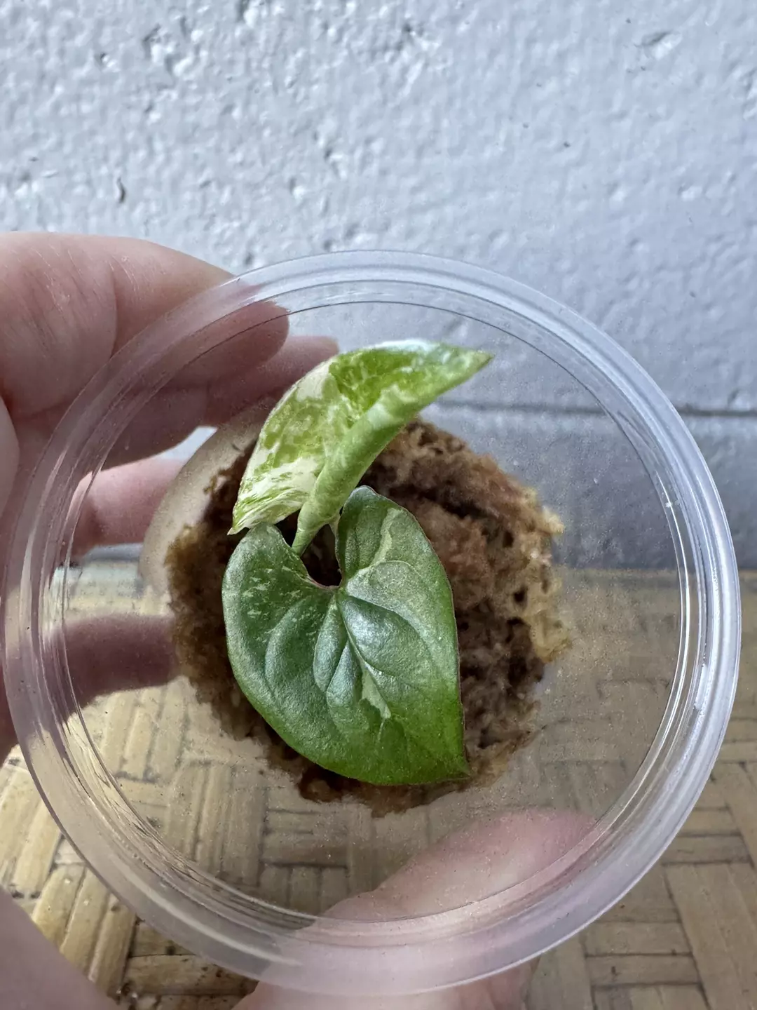 Syngonium Albo #4 thumbnail