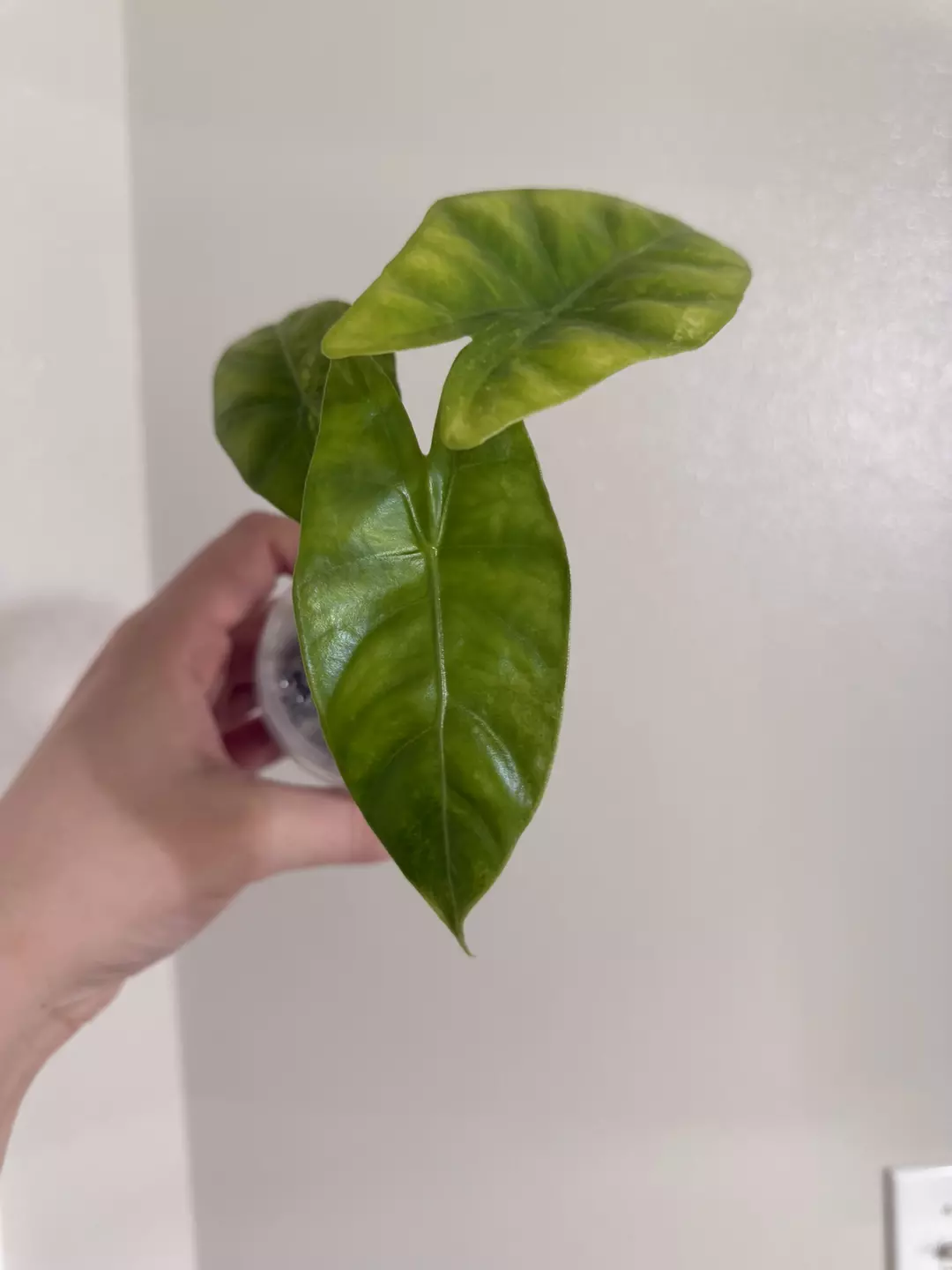 Pink Dragon Aurea x Sinuata Hybrid CORM ONLY (Growers choice) thumbnail