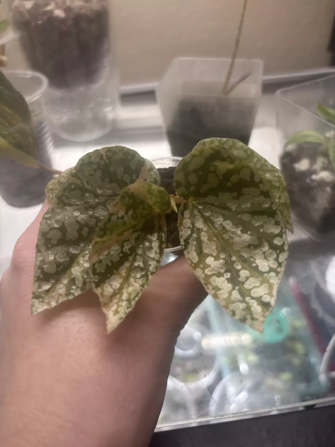 Begonia Snowcapped Variegated thumbnail