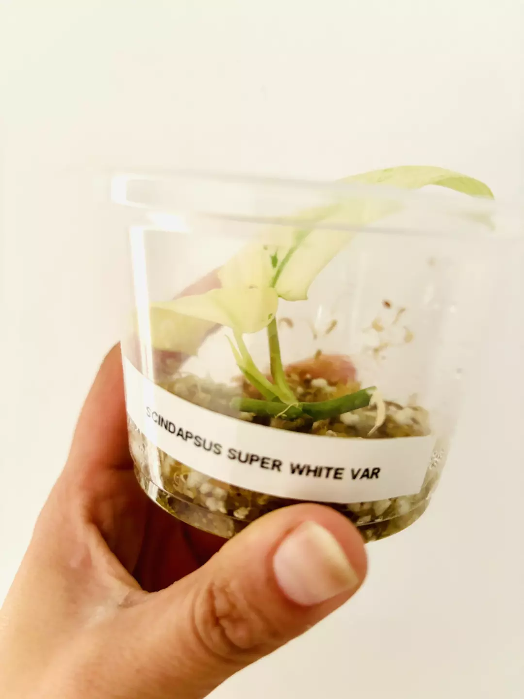 Scindapsus super white variegata plant thumbnail