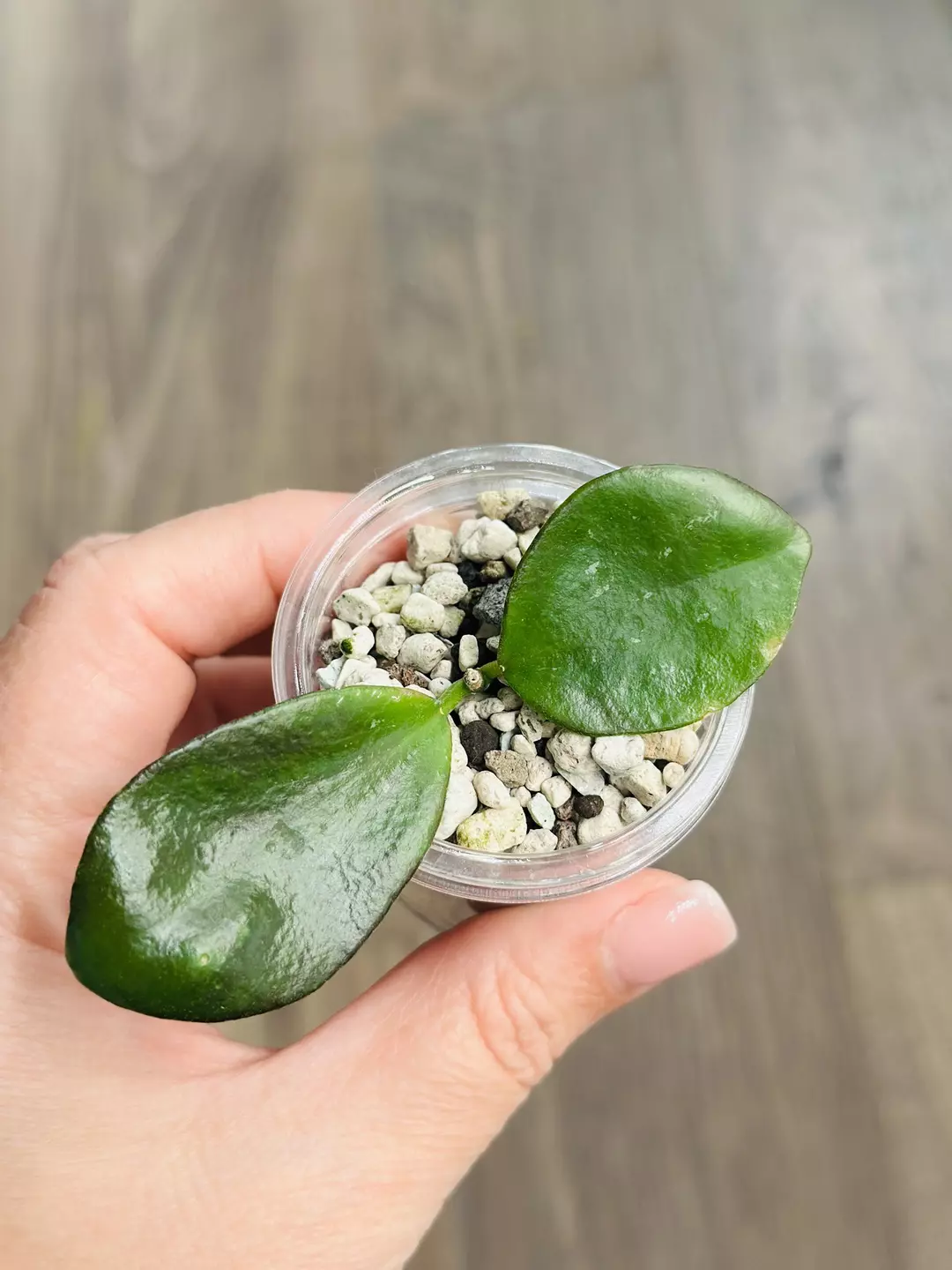 Hoya Clamshell “NOID” thumbnail