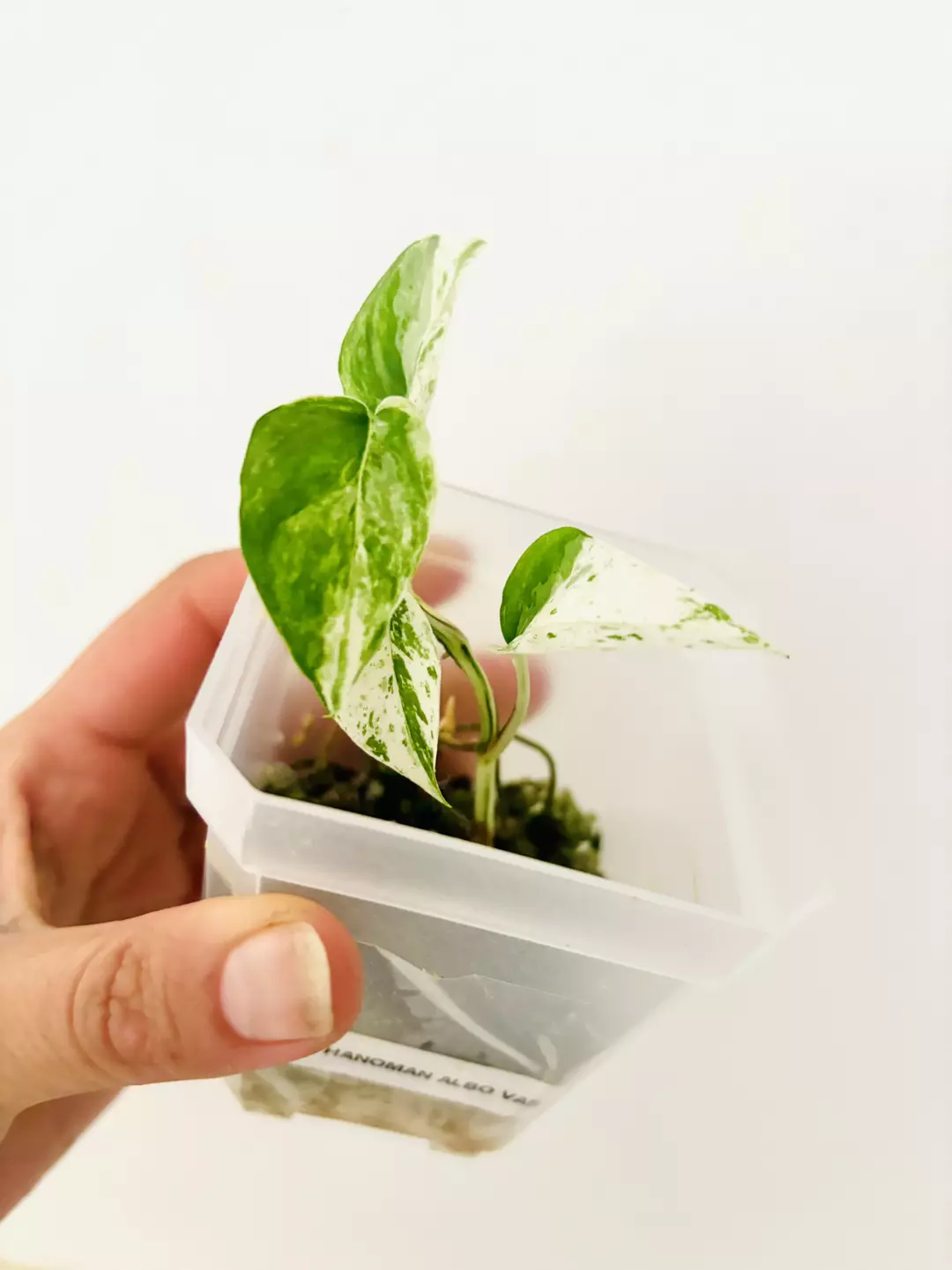 Epi bali hanoman albo variegata plant thumbnail