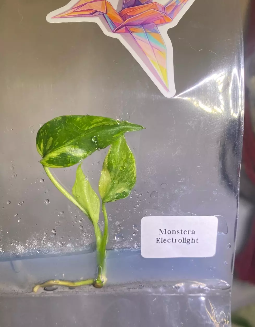 Monstera Electrolight tc thumbnail