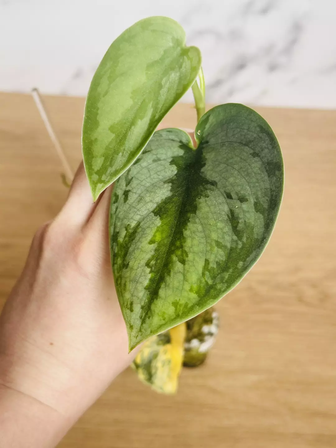 Var Garawa Revert thumbnail