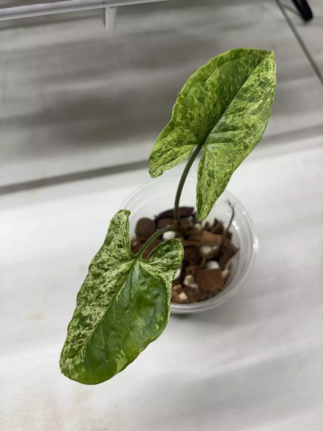 Syngonium Mojito  thumbnail