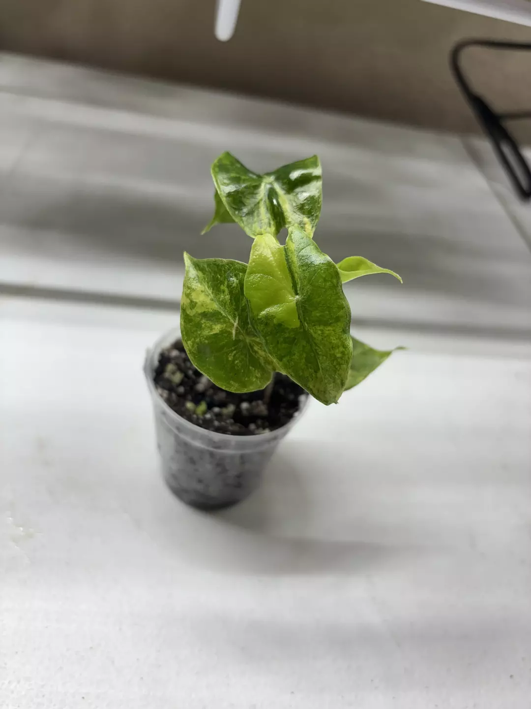 Alocasia Nairobi Nights Aurea thumbnail