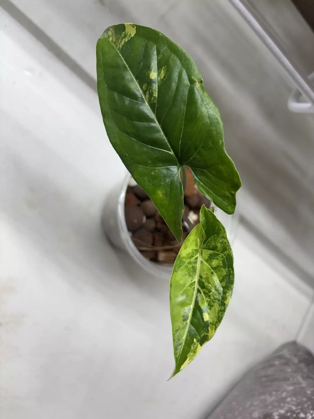 Syngonium Aurea thumbnail