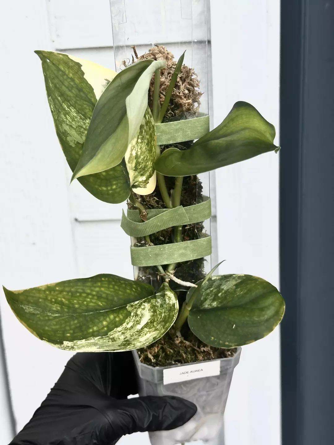 Jade satin aurea triple headed thumbnail