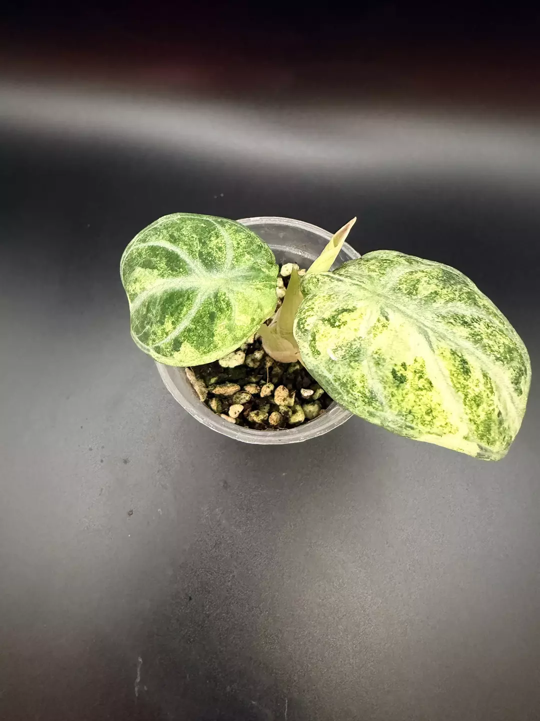 Alocasia Ninja Tricolor Splash #113 thumbnail