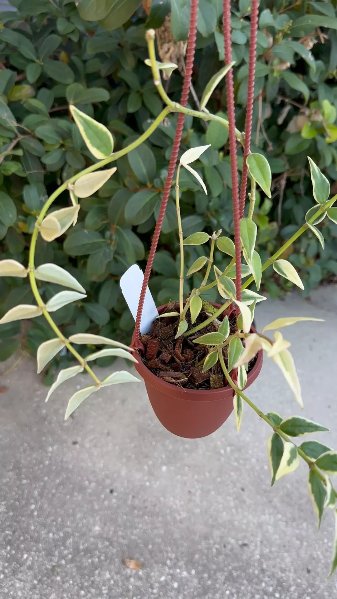 Hoya Bella outer variegated - 4” pot thumbnail