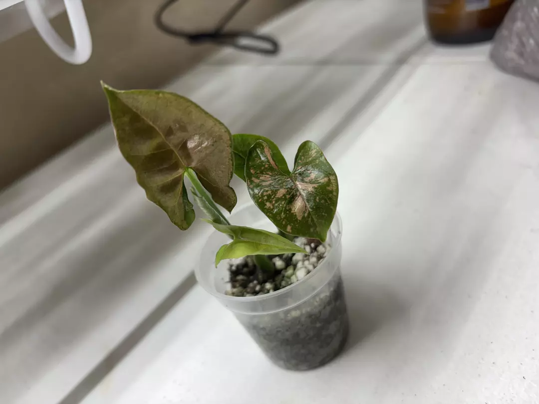 Syngonium Thai Pink Splash thumbnail