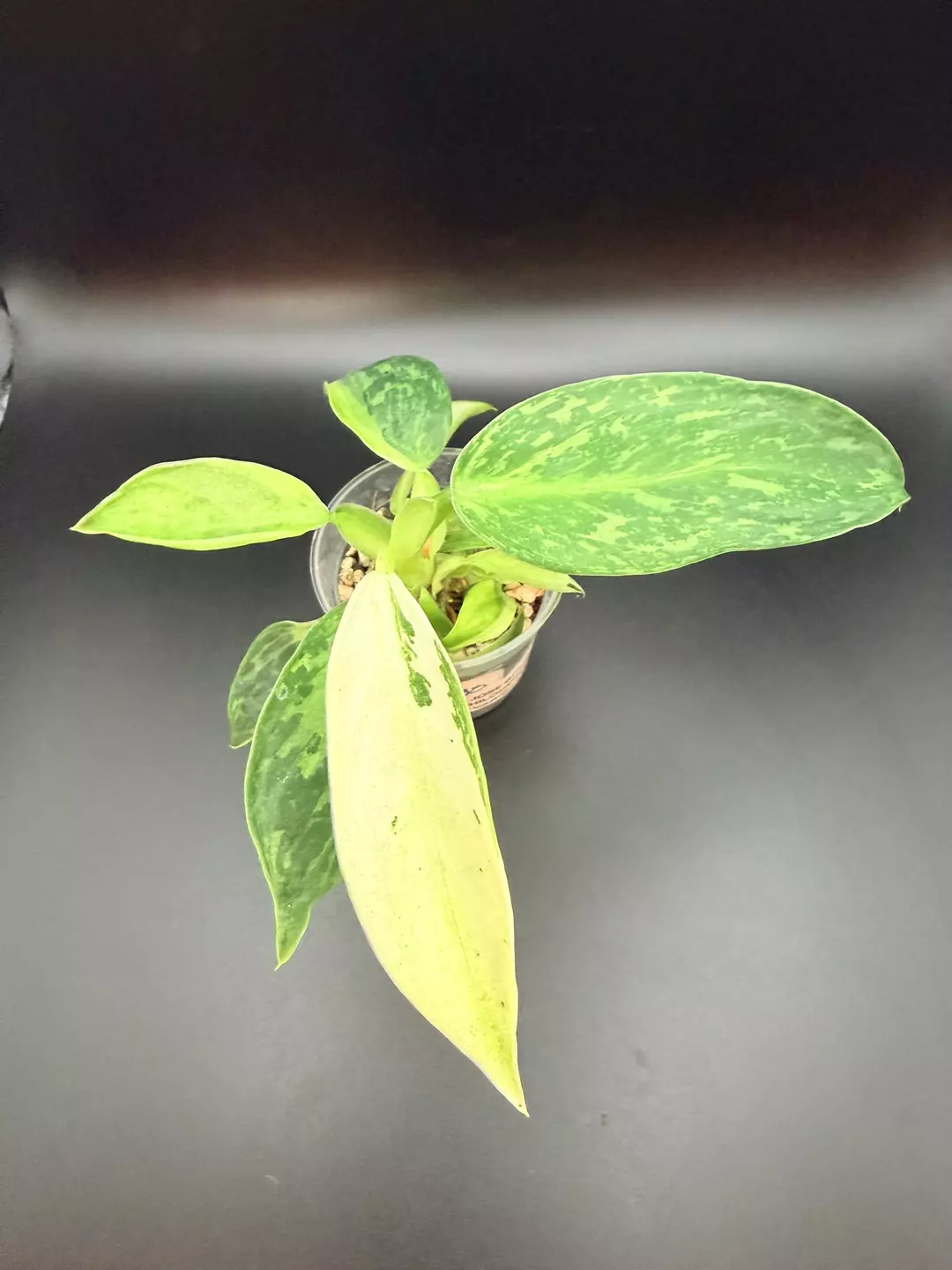 Philodendron Jose Buono Var thumbnail