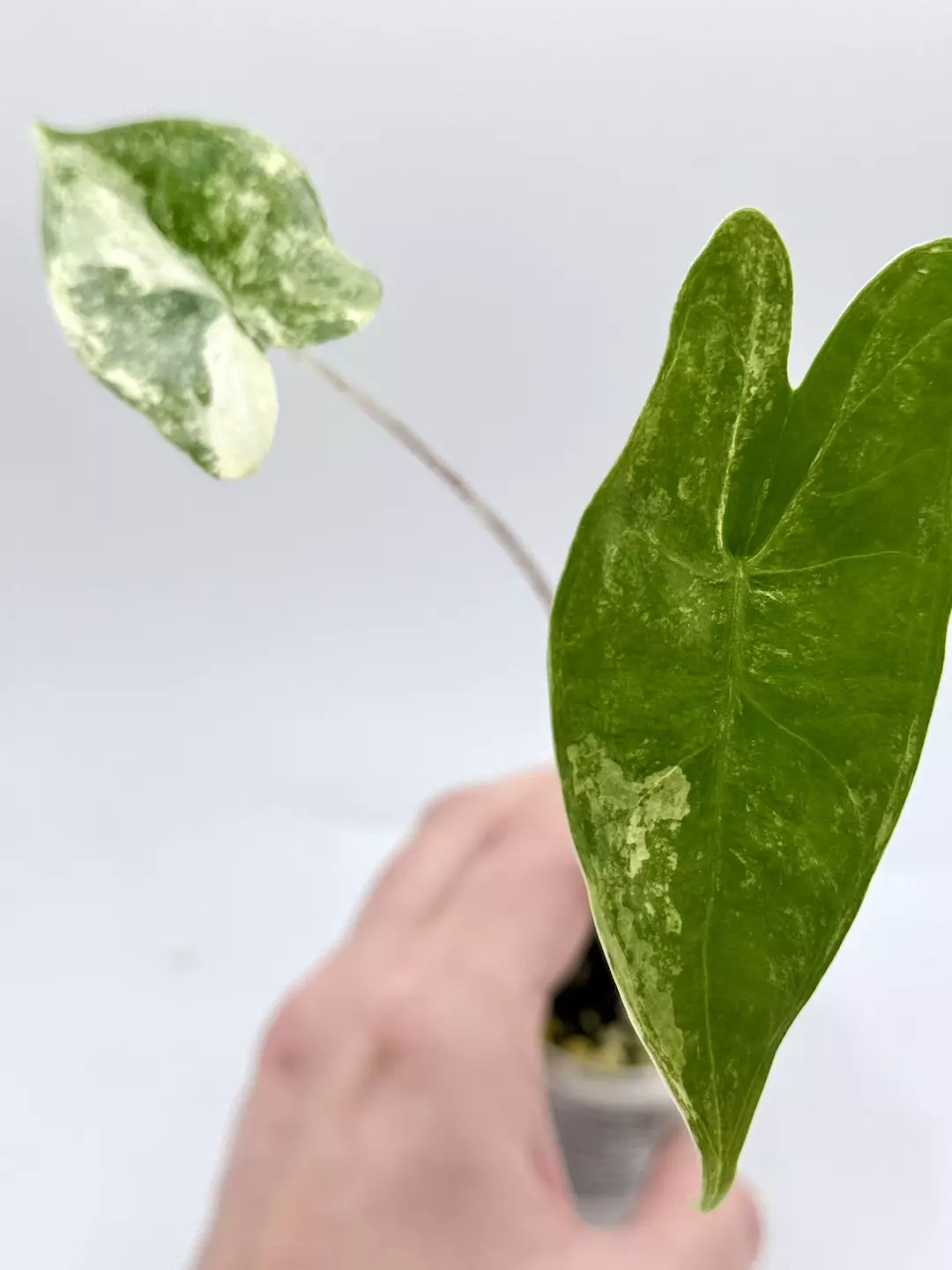 Alocasia zebrina Aurea thumbnail