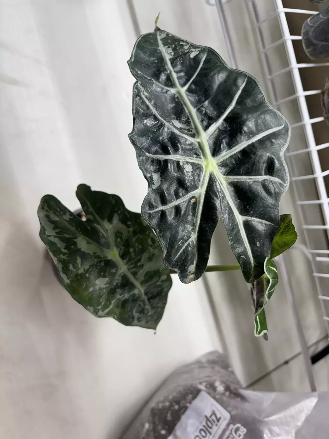 Alocasia Polly Pink Mother thumbnail