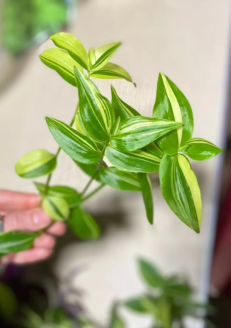 Tradescantia (x3) fluminesis variegata unrooted cuttings thumbnail