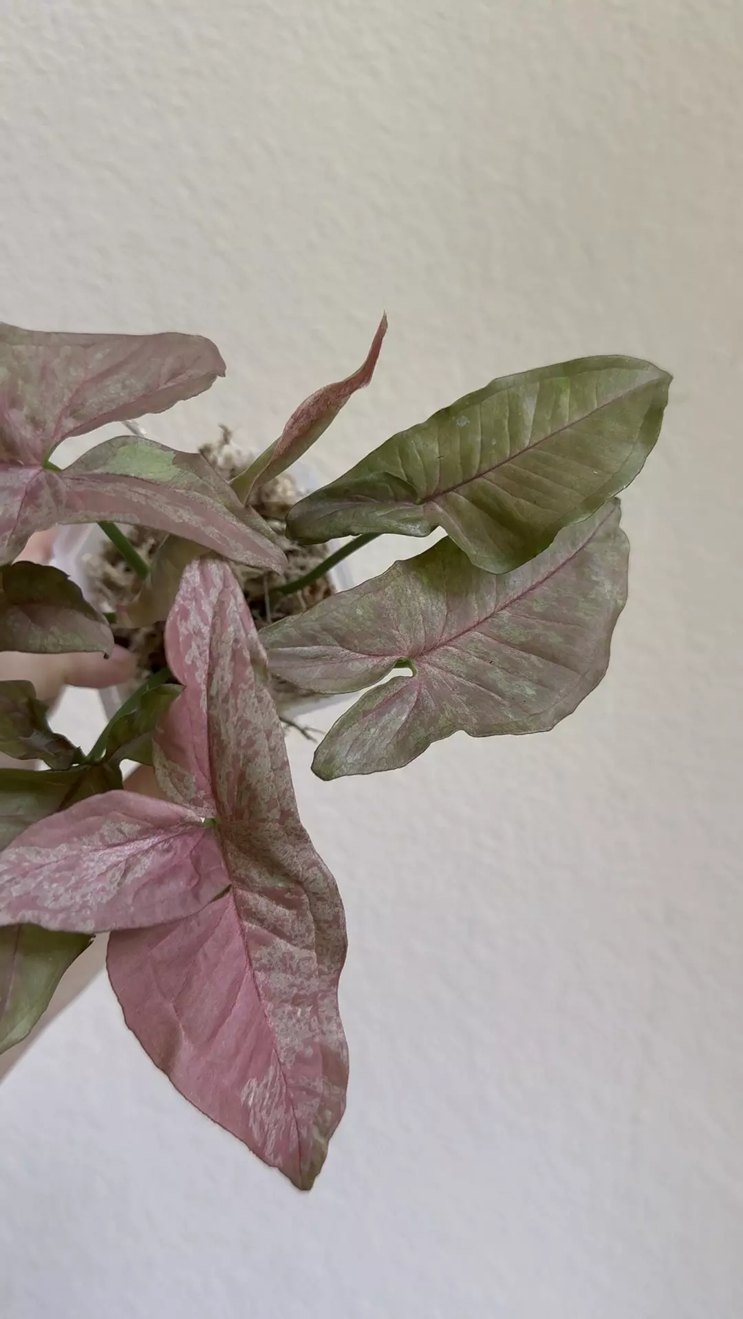 Syngonium pink venom no 1 thumbnail