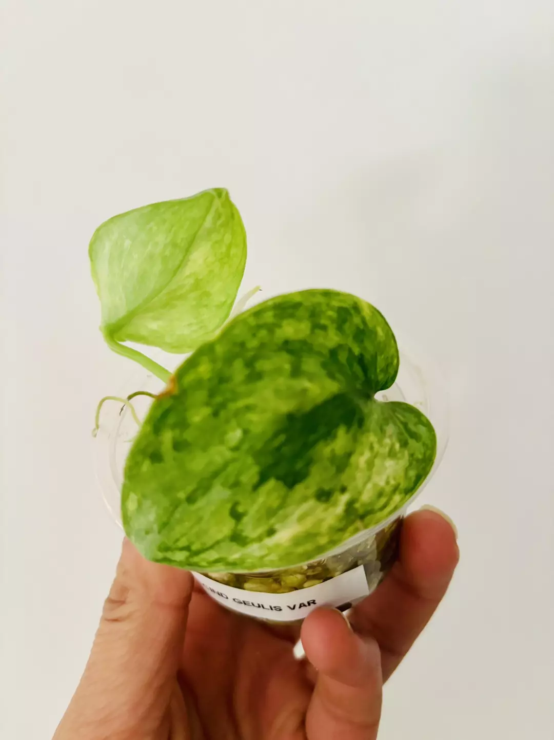 Scindapsus Geulis aurea var plant thumbnail