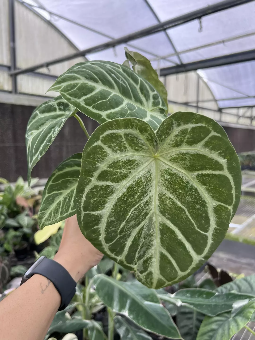 4” Anthurium Silver Bush Mint - Exact Plant🌱 thumbnail