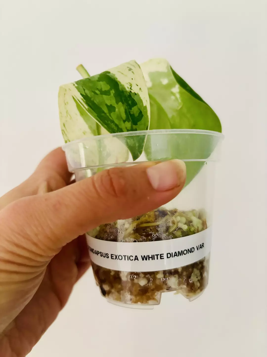 Scindapsus exotica white diamont plant thumbnail