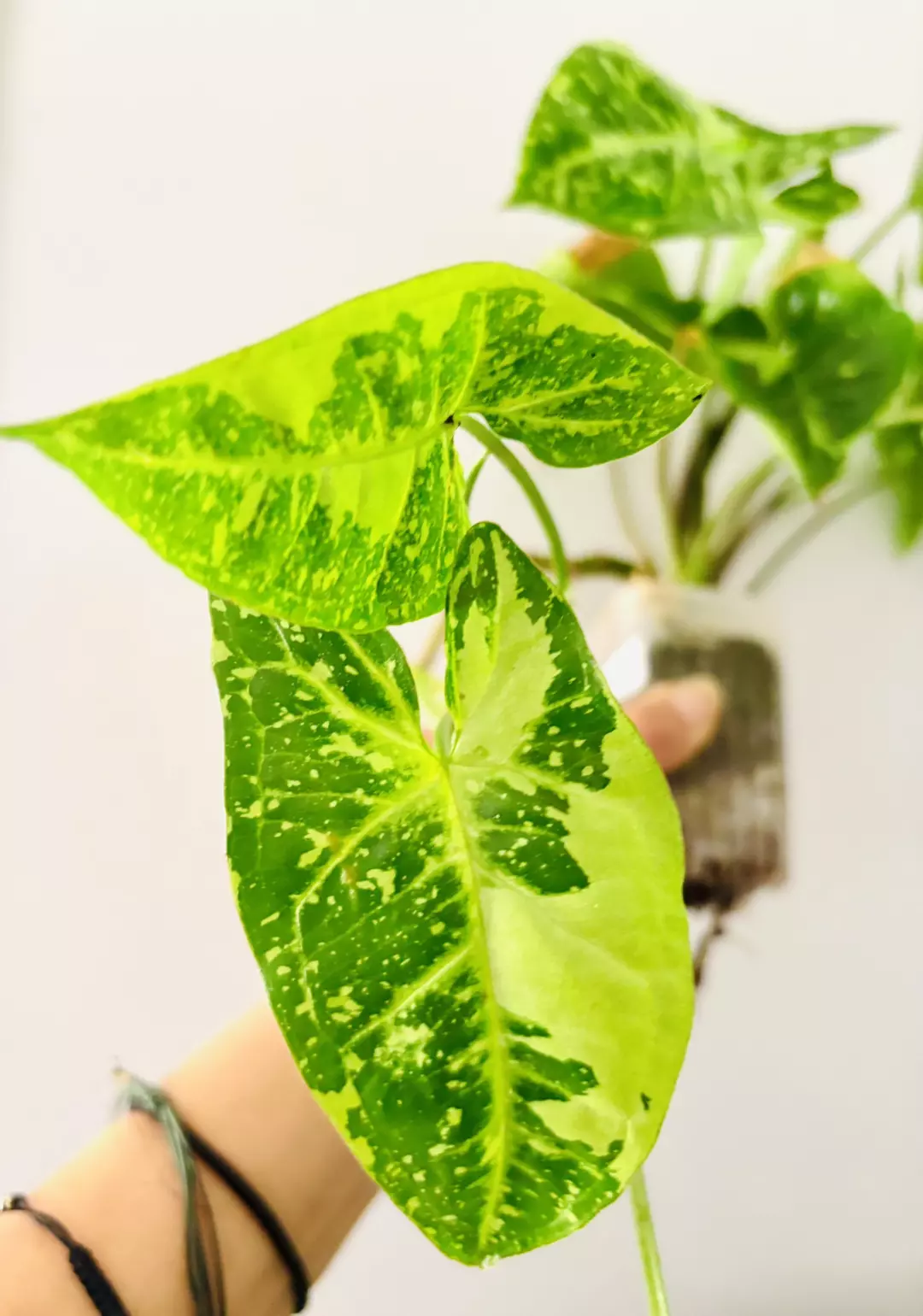 Syngonium batik var aka syngonium panda plant thumbnail