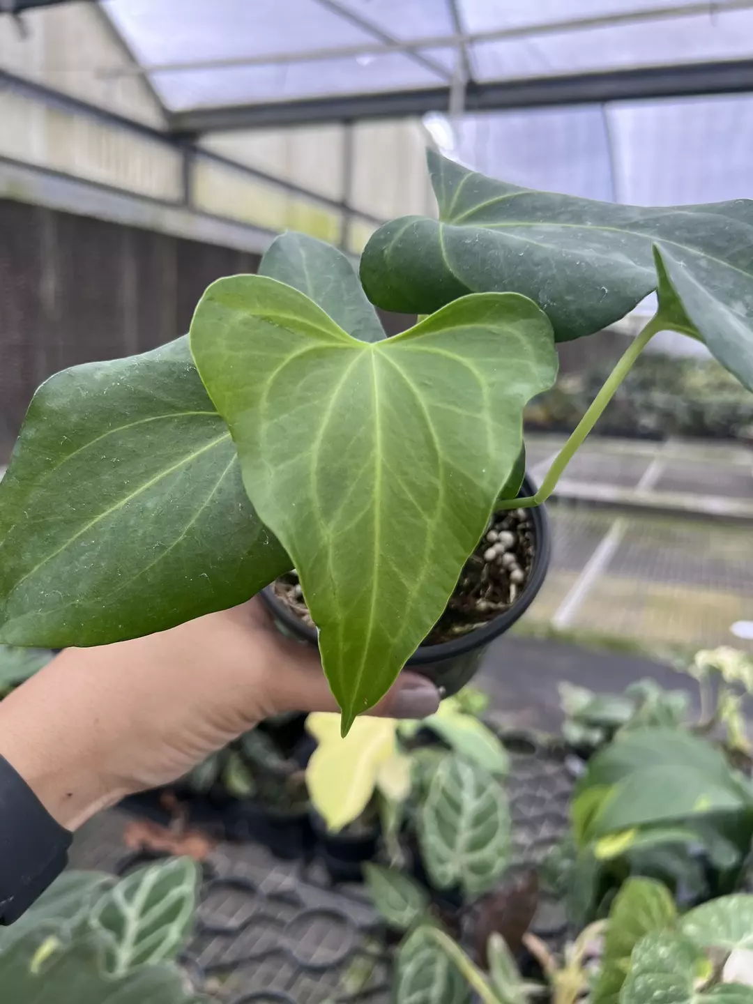 4” Anthurium Delta Force - Exact Plant🌱 thumbnail