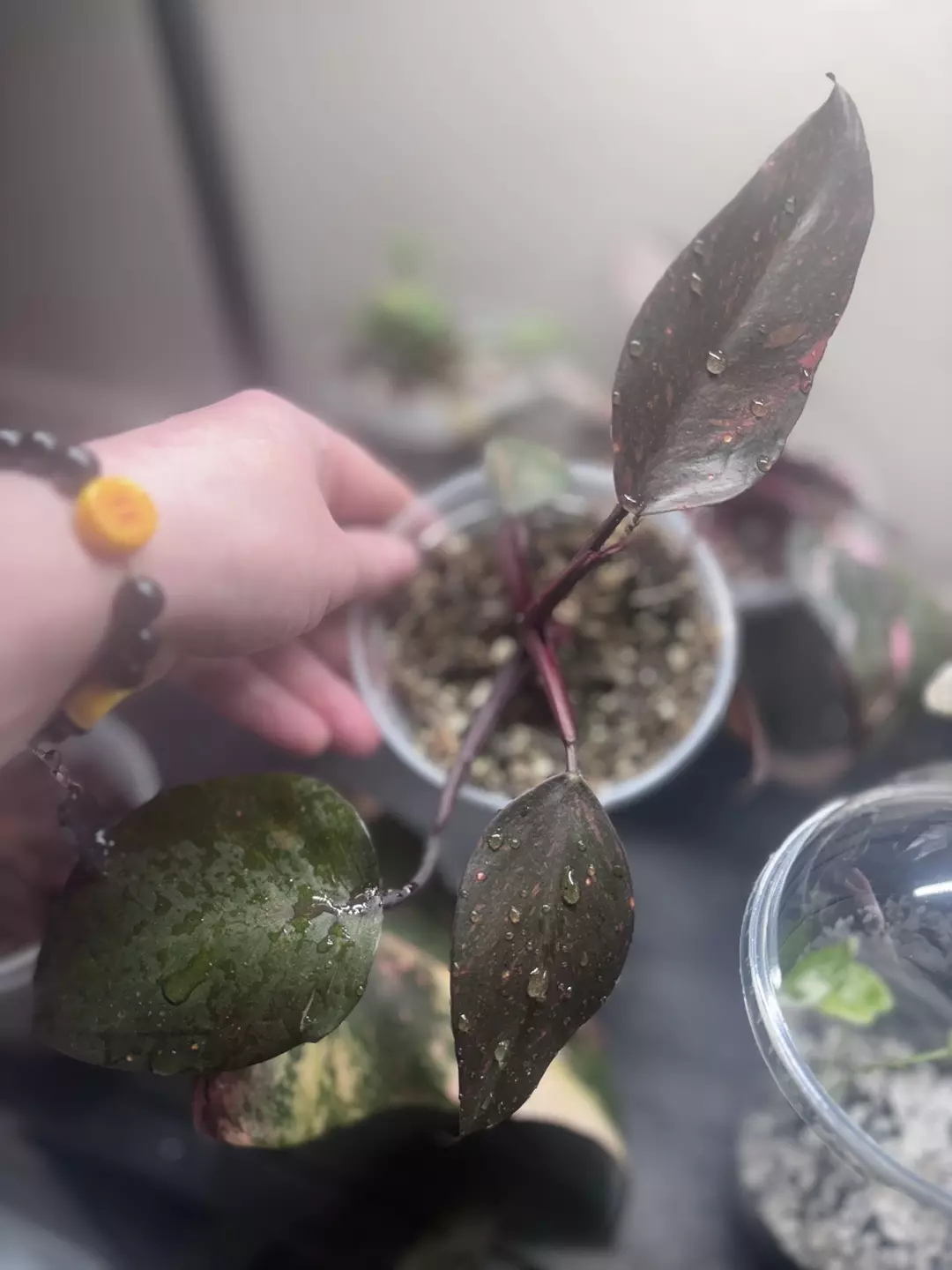 Philodendron Orange Princess thumbnail