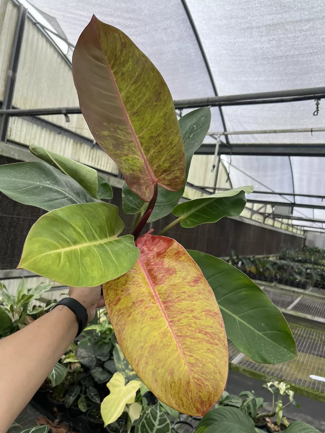 6” Philodendron Prince of Orange Mutation - Exact Plant🌱 thumbnail