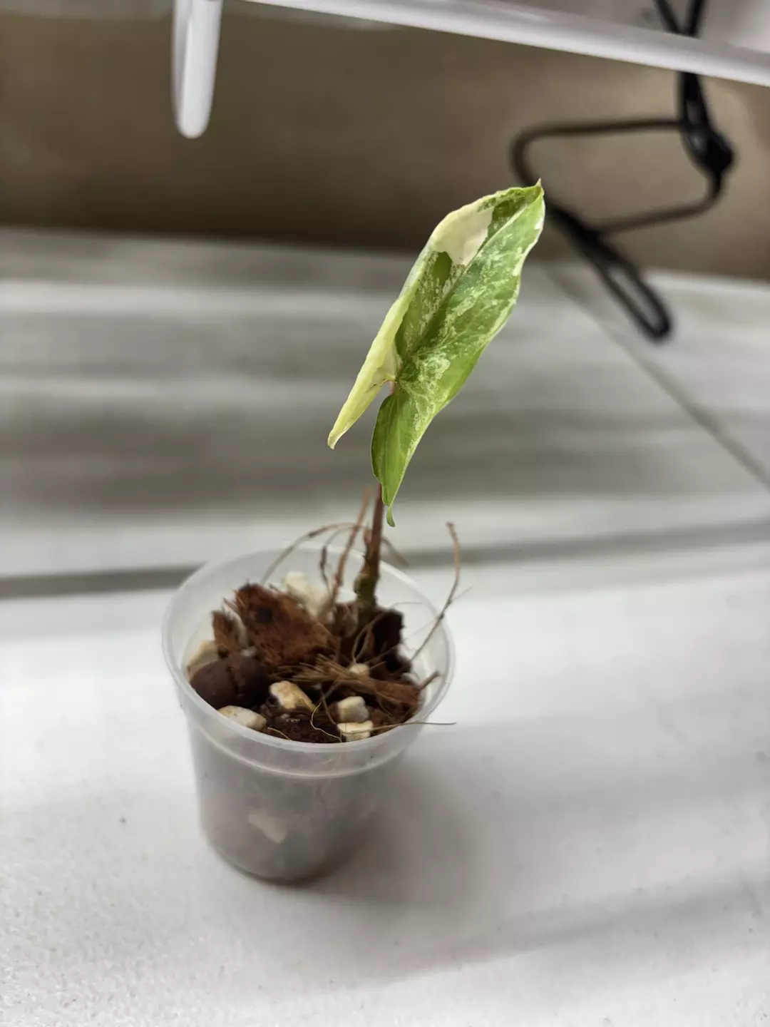 Syngonium Albo  thumbnail