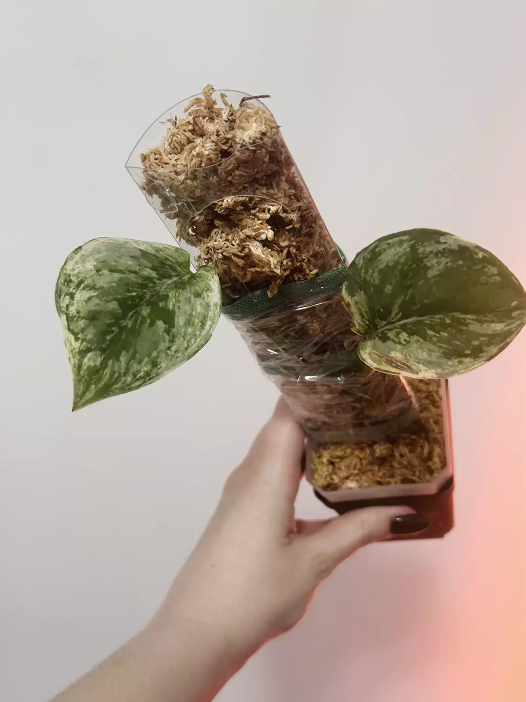 Silver knight var/kunzo thumbnail