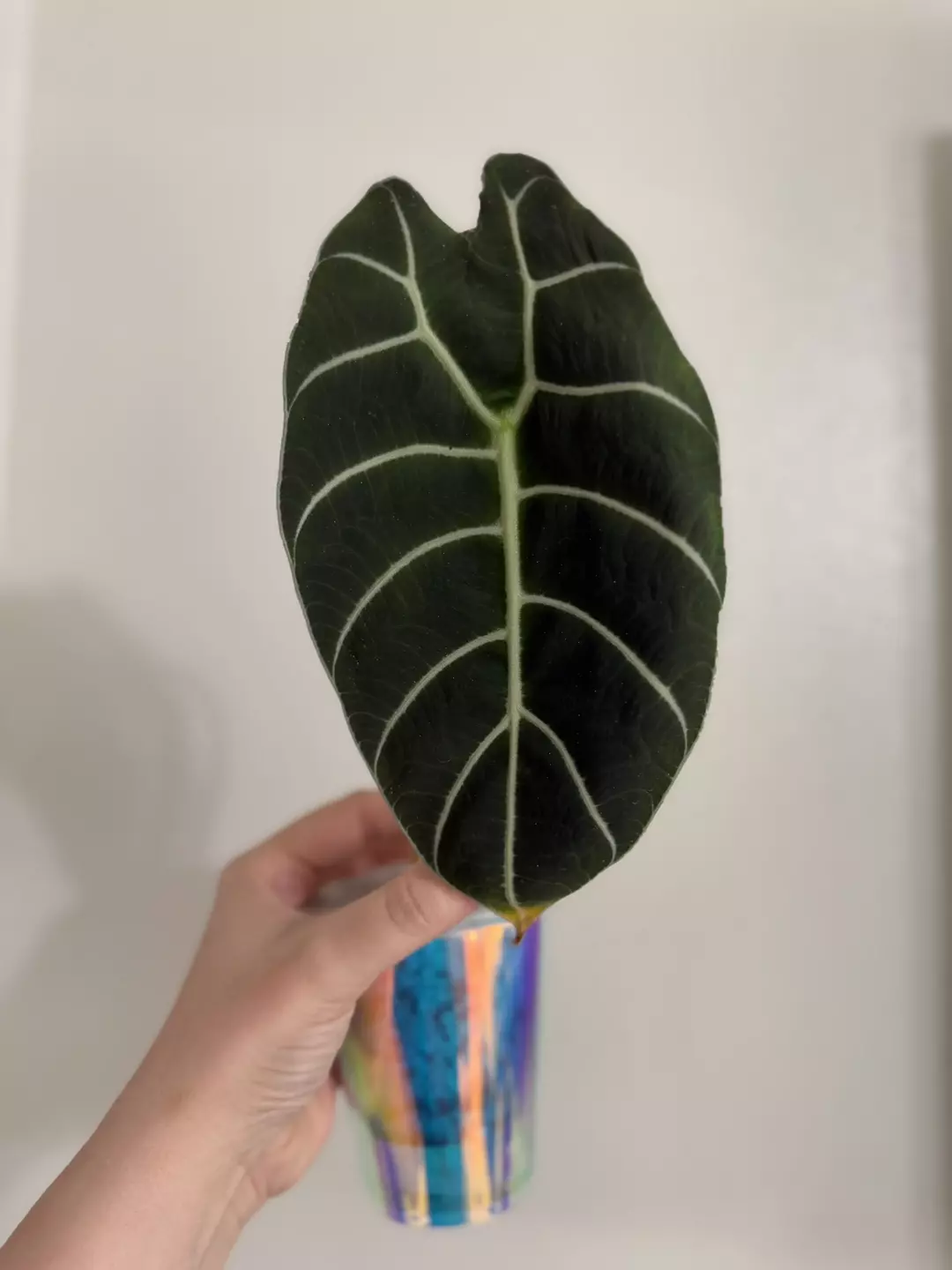 Watsoniana Velvet CORM ONLY (growers choice) thumbnail