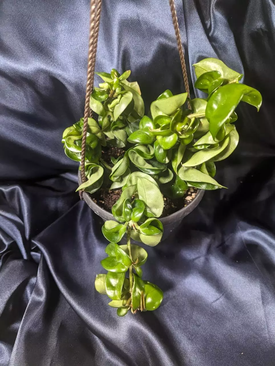 Hoya Compacta Basket thumbnail