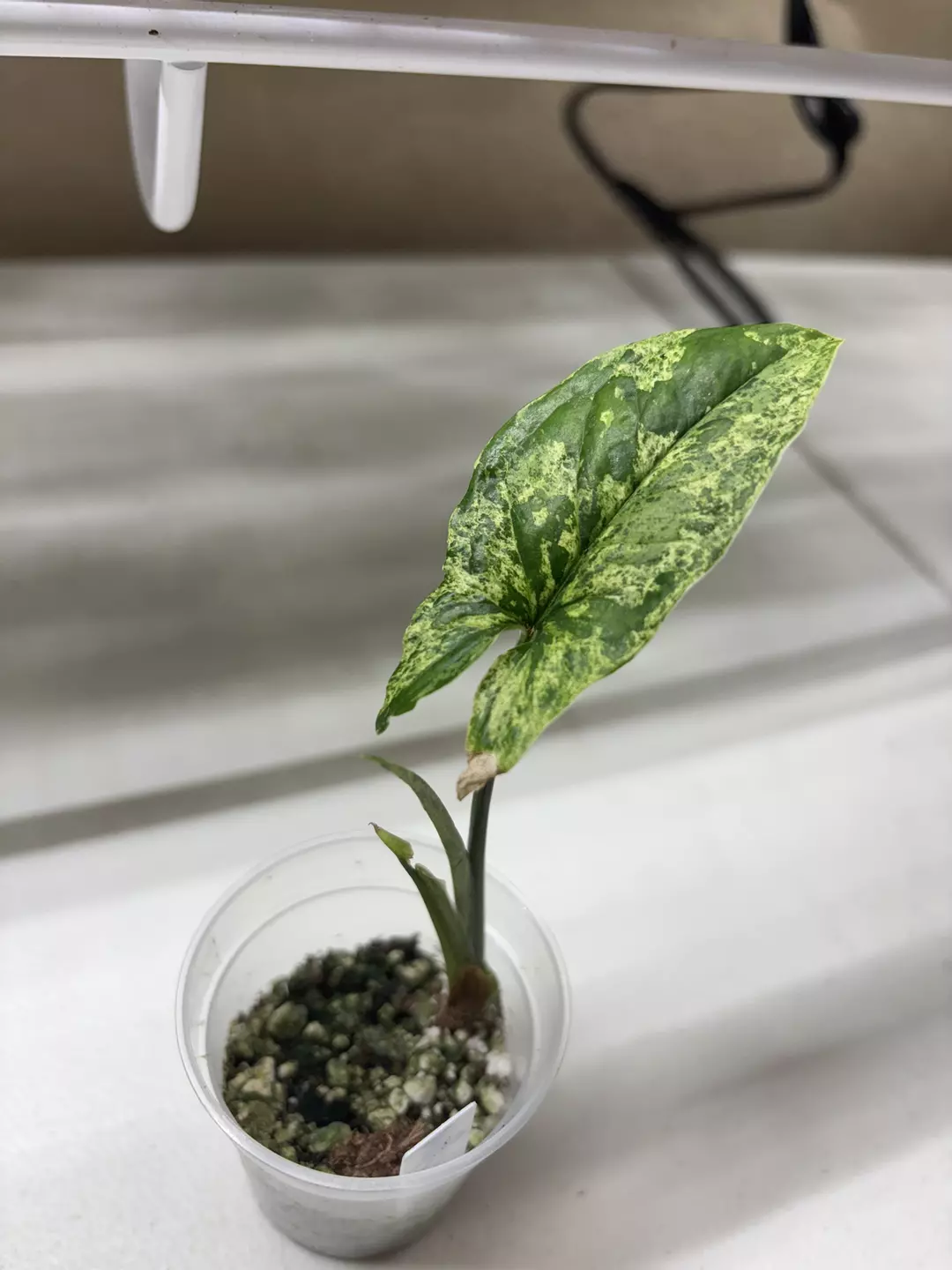 Syngonium Mojito thumbnail