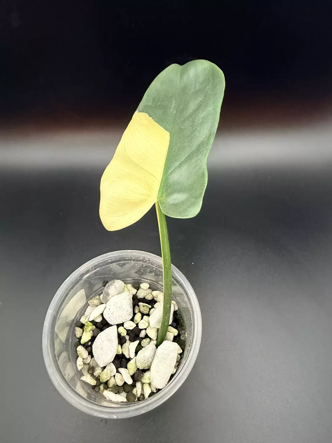 Philodendron Bippenifolium Var #117 thumbnail