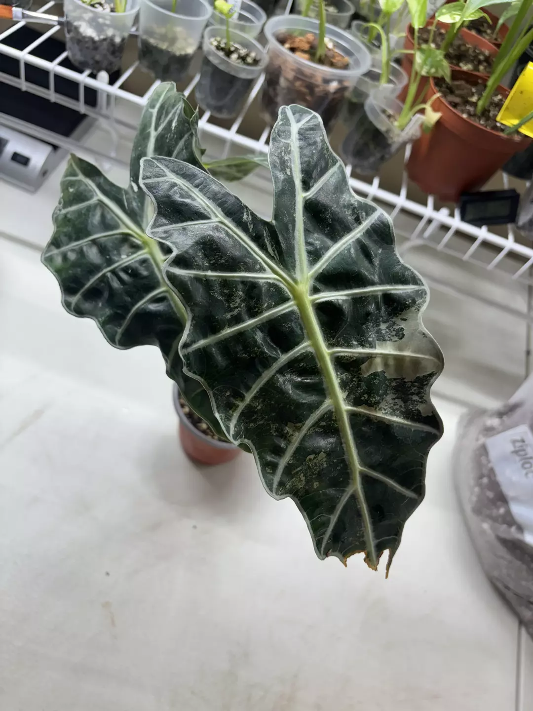 Alocasia Amazonica Polly Pink mother thumbnail